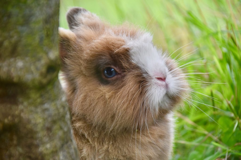 Pourquoi mon lapin me lèche le visage ?