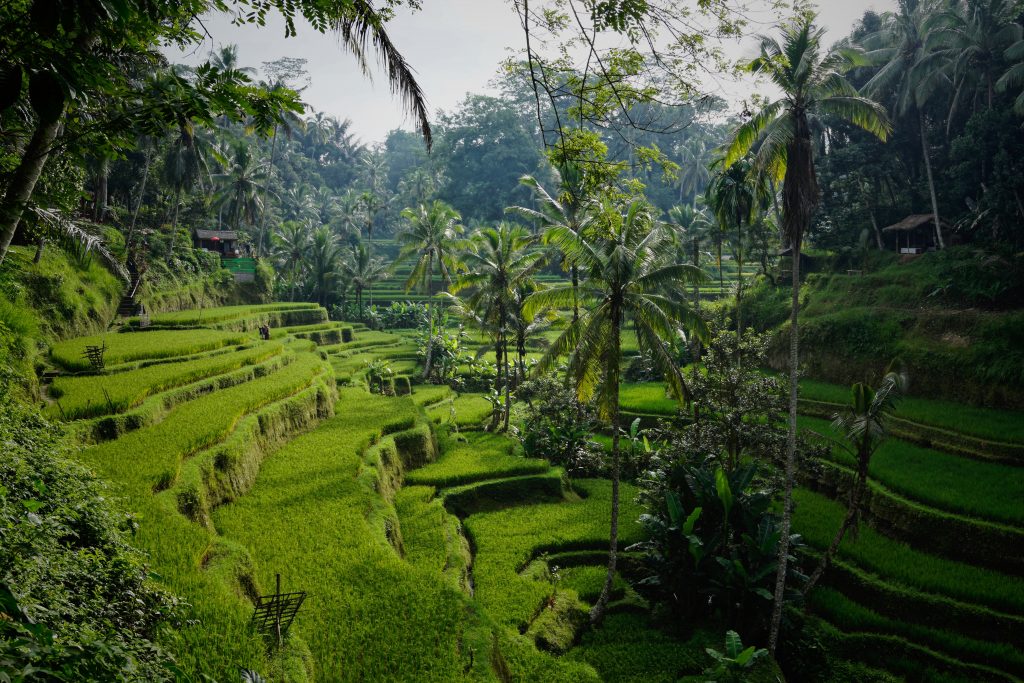 Découvrez les Mystères de l’Encens de Bali : Parfums et Bienfaits