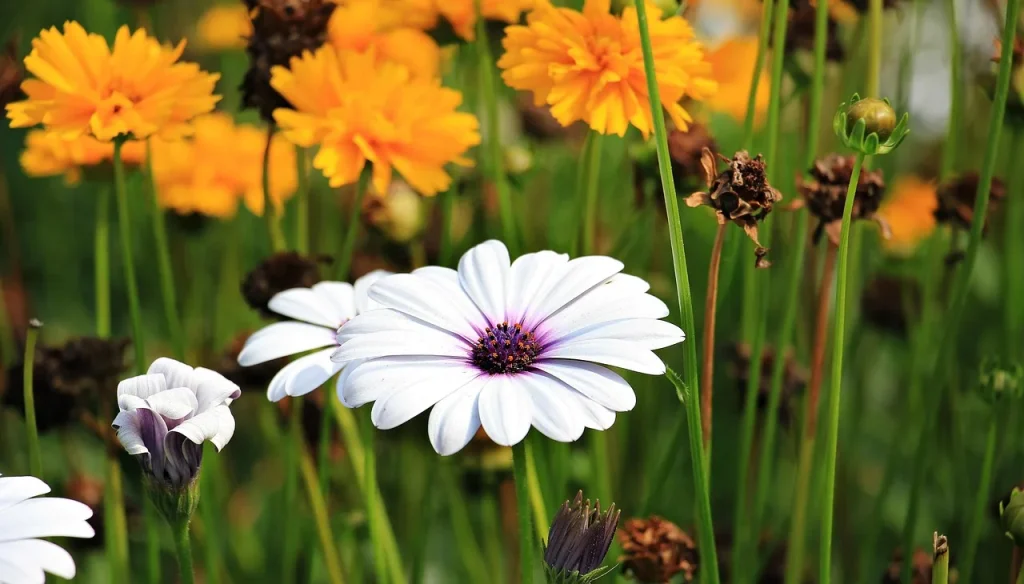6 façons de transformer votre espace extérieur en un jardin zen